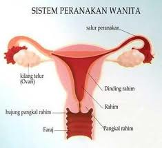 Sistem Peranakan Wanita