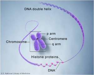 Kromosom Persenyawaan